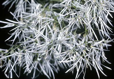 CHIONANTHUS VIRGINICUS